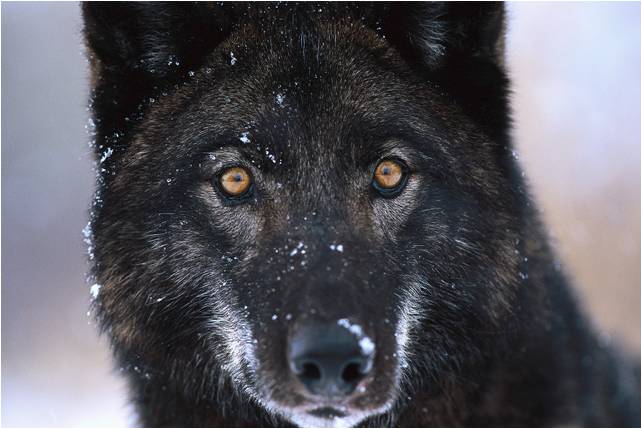 Face of wolf
